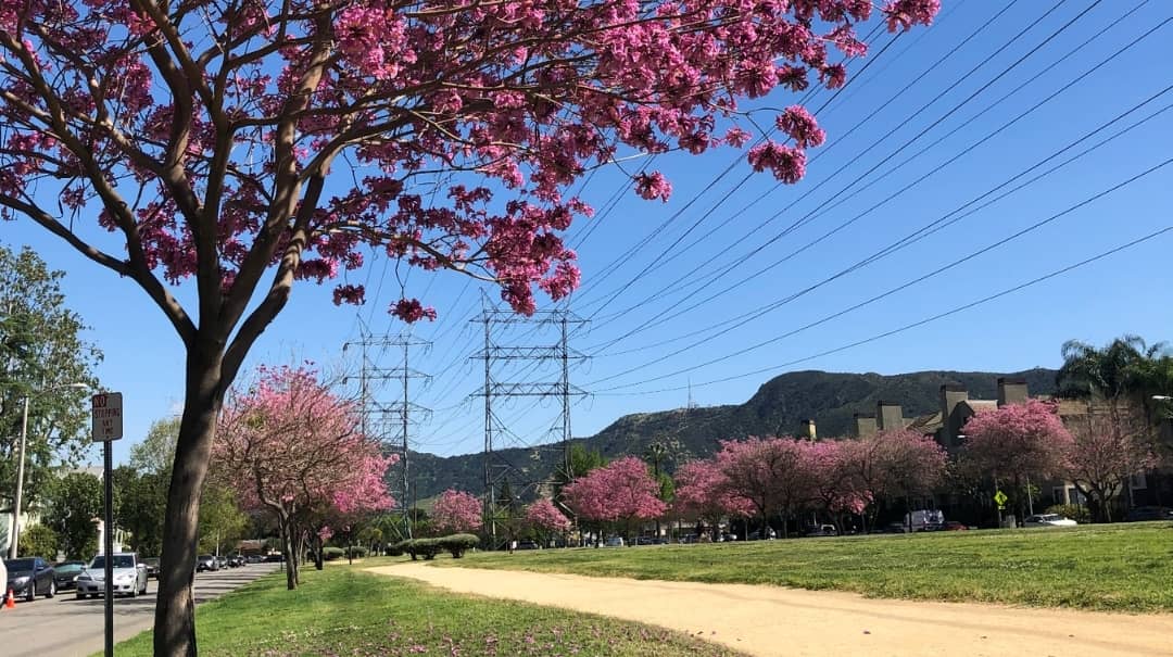 Whitnall Highway Park South in Burbank: an open lawn and walking path lined with trees in pink bloom, with the Verdugo Mountains behind.